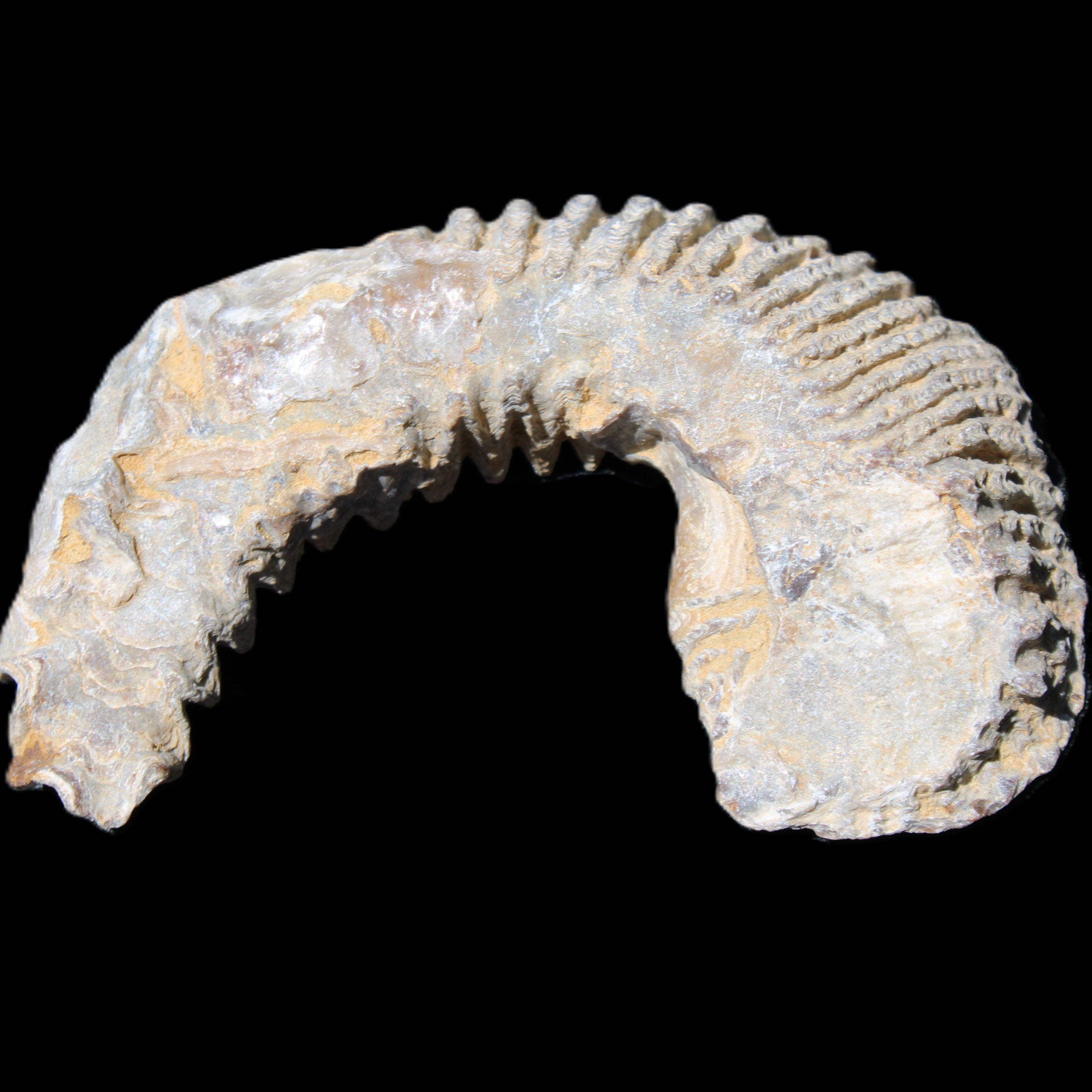 Zipper Oyster half from Madagascar 80*55*21mm 47g in sunlight - Rocks and Things Store