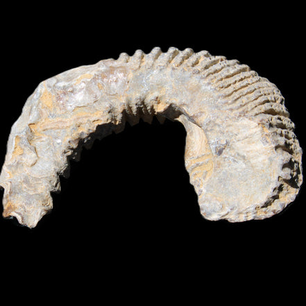 Zipper Oyster half from Madagascar 80*55*21mm 47g in sunlight - Rocks and Things Store