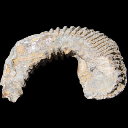 Zipper Oyster half from Madagascar 80*55*21mm 47g in sunlight - Rocks and Things Store
