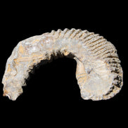 Zipper Oyster half from Madagascar 80*55*21mm 47g in sunlight - Rocks and Things Store