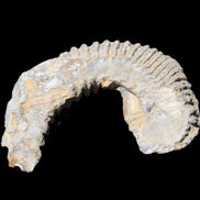 Zipper Oyster half from Madagascar 80*55*21mm 47g in sunlight - Rocks and Things Store