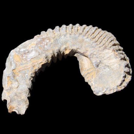 Zipper Oyster half from Madagascar 80*55*21mm 47g in sunlight - Rocks and Things Store