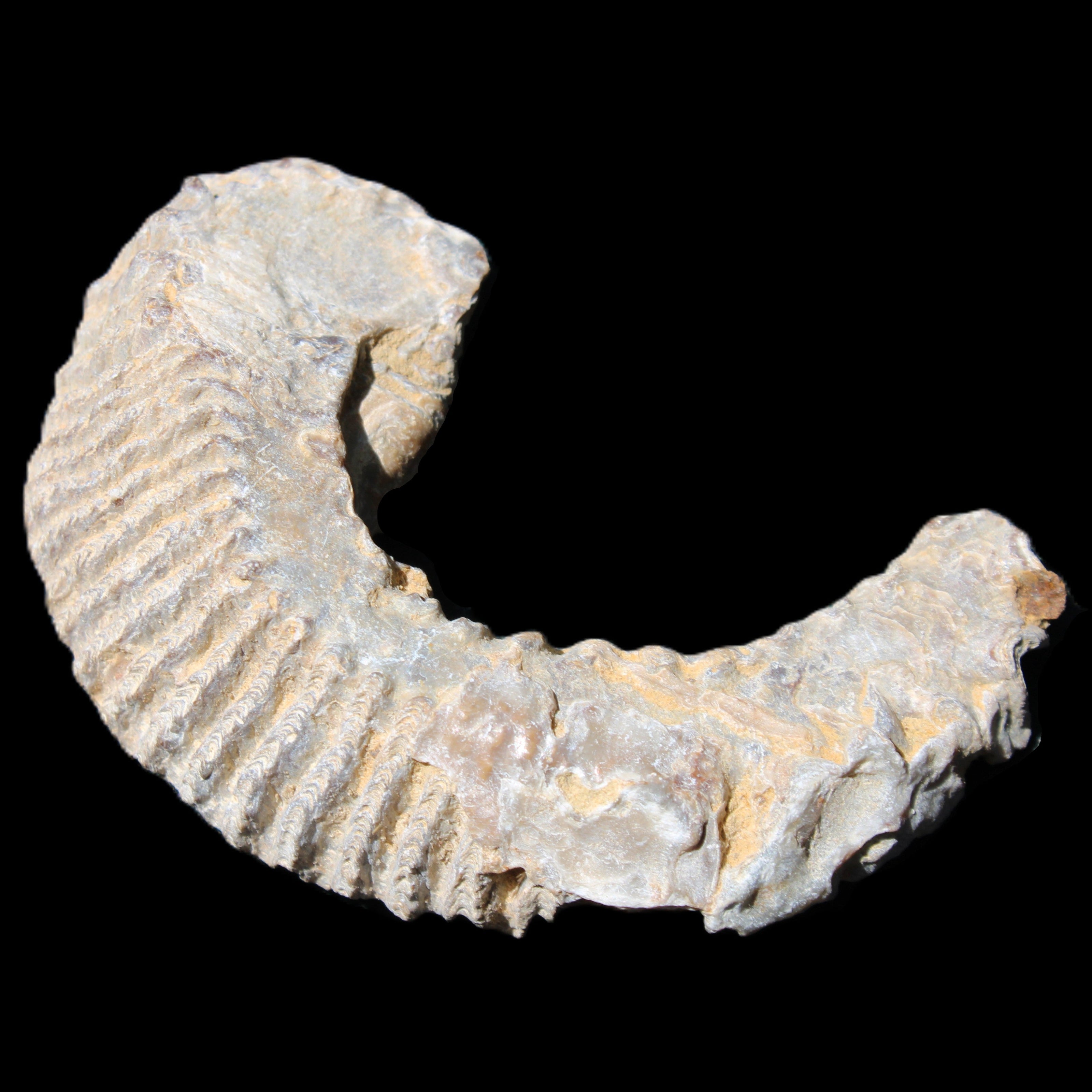 Zipper Oyster half from Madagascar 80/92mm 42/47g in sunlight - Rocks and Things Store