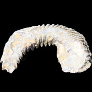 Zipper Oyster half from Madagascar 80/92mm 42/47g in sunlight - Rocks and Things Store