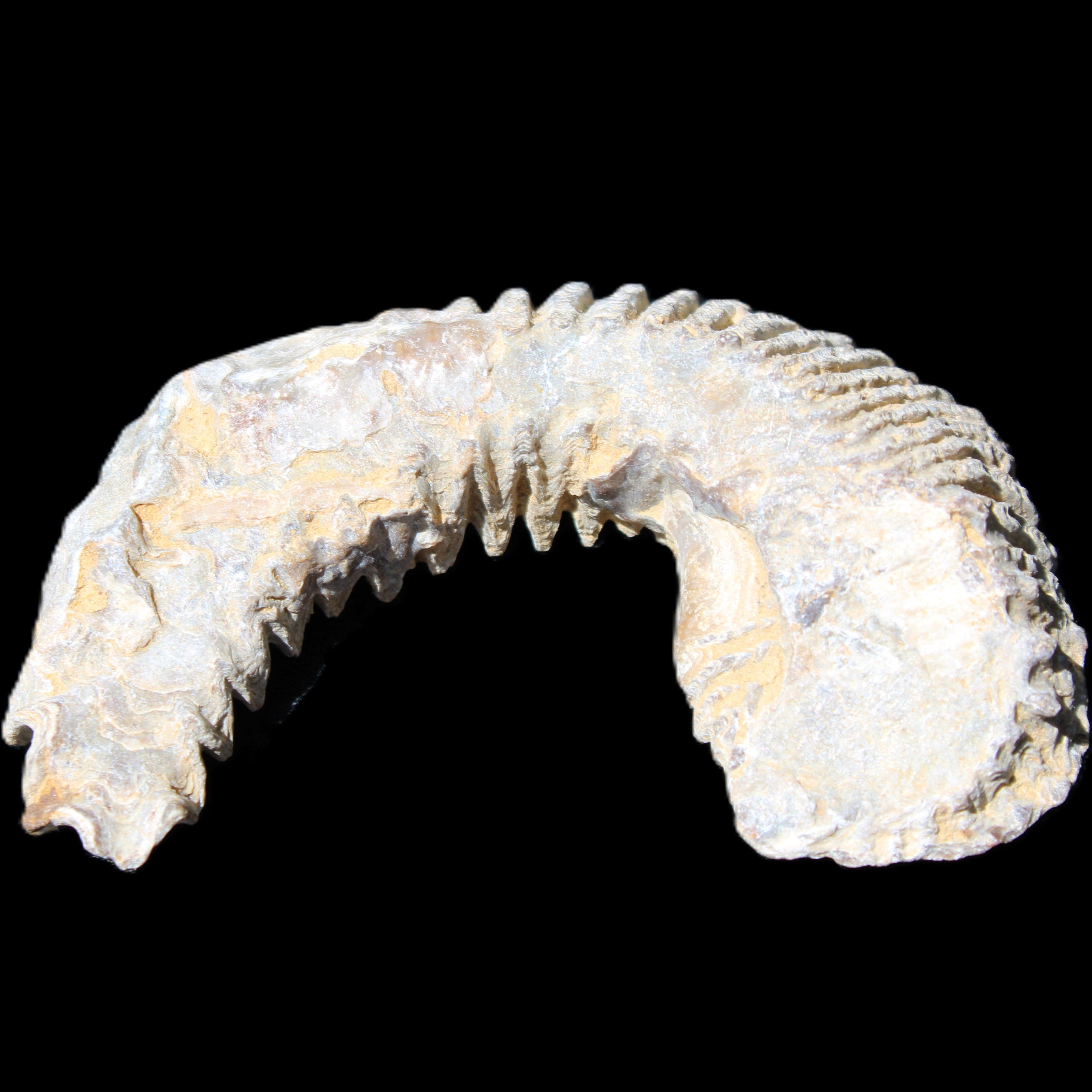 Zipper Oyster half from Madagascar 80/92mm 42/47g in sunlight - Rocks and Things Store
