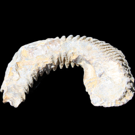 Zipper Oyster half from Madagascar 80/92mm 42/47g in sunlight - Rocks and Things Store