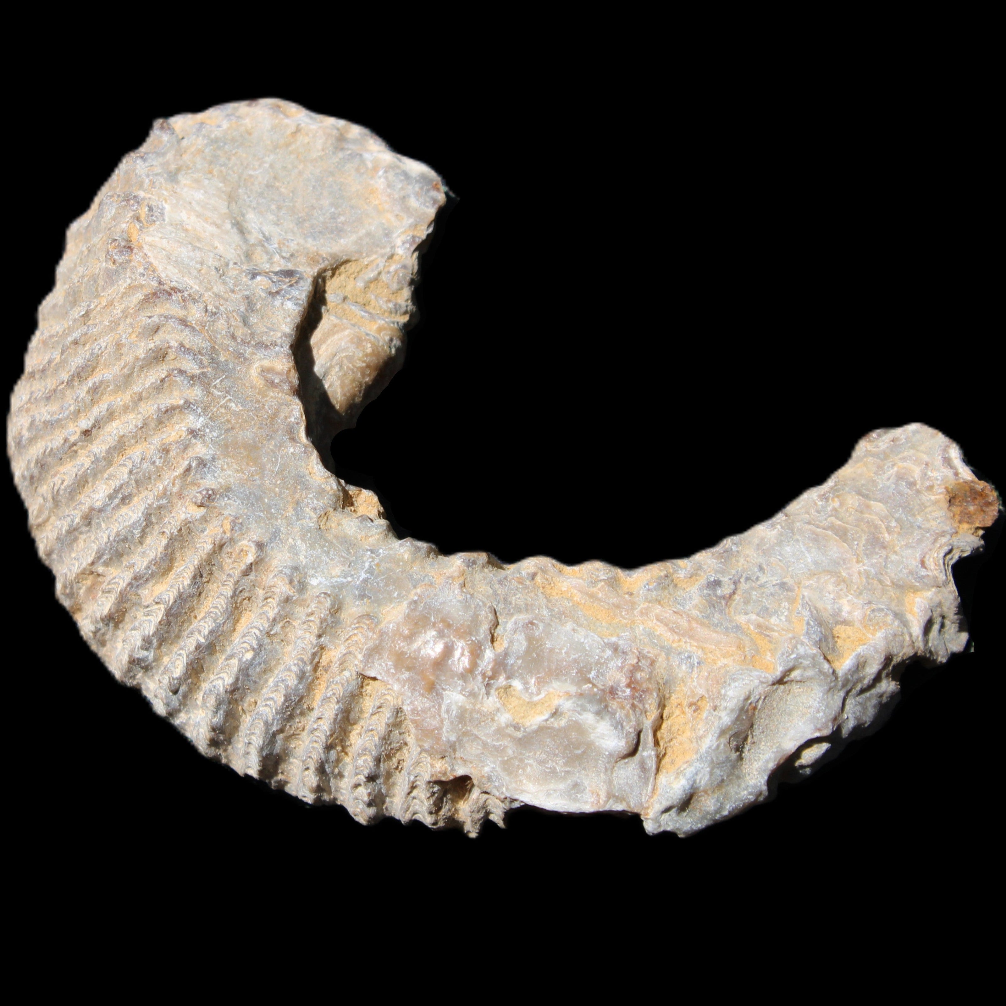 Zipper Oyster half from Madagascar 80/92mm 42/47g in sunlight - Rocks and Things Store