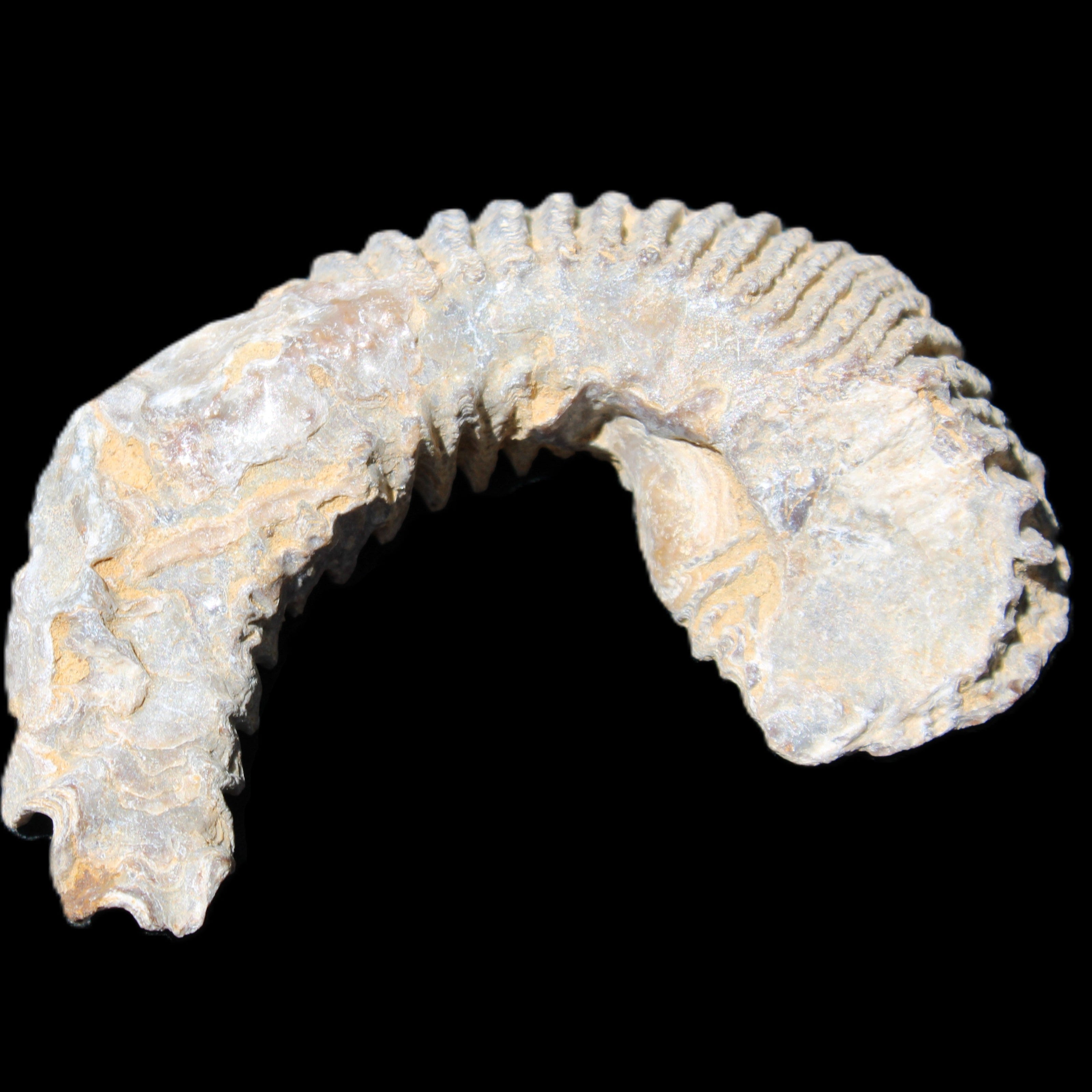 Zipper Oyster half from Madagascar 80/92mm 42/47g in sunlight - Rocks and Things Store