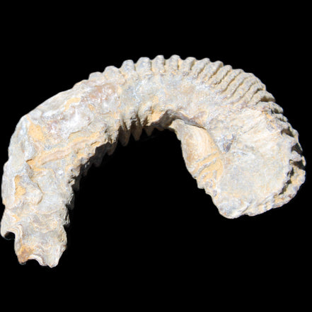 Zipper Oyster half from Madagascar 80/92mm 42/47g in sunlight - Rocks and Things Store
