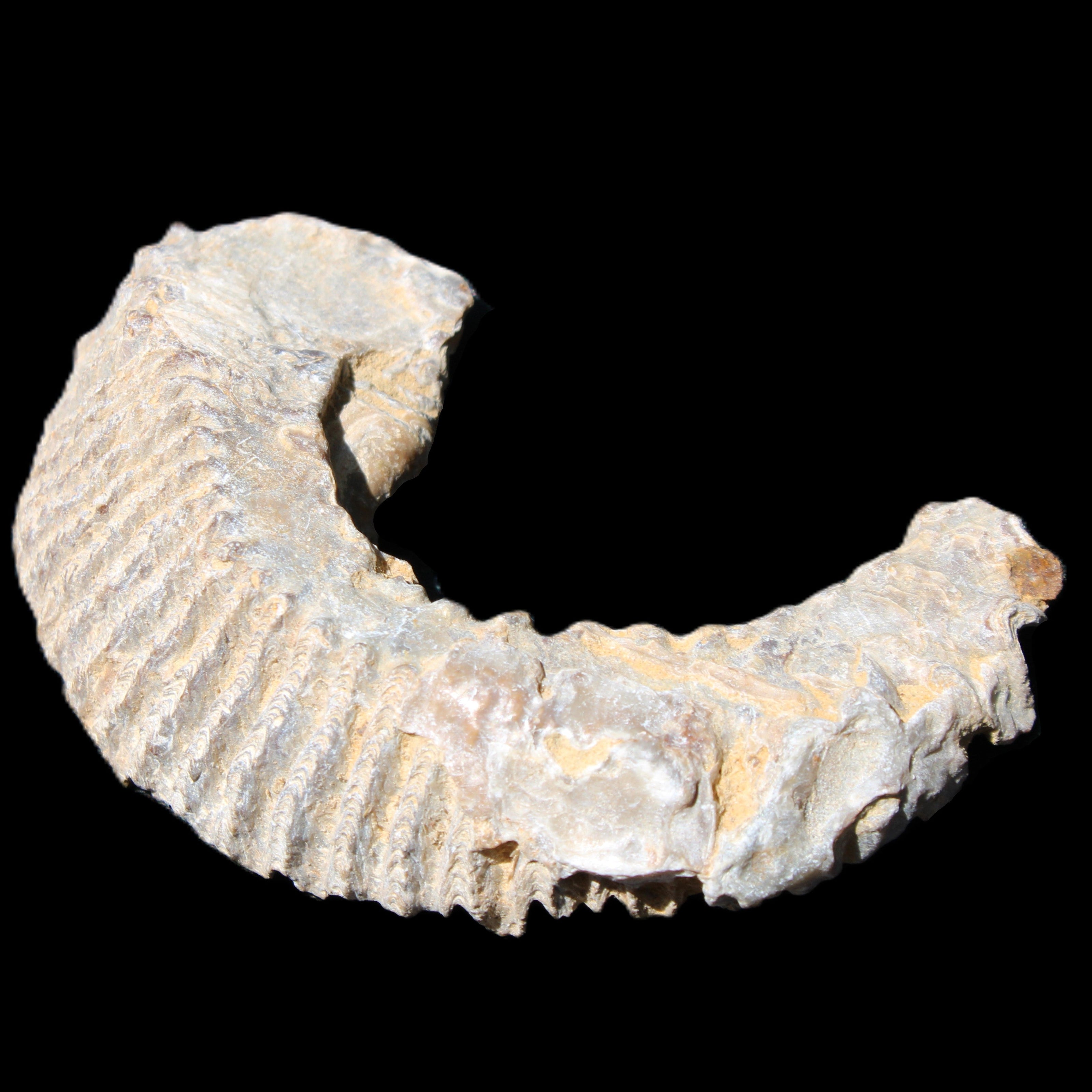 Zipper Oyster half from Madagascar 80/92mm 42/47g in sunlight - Rocks and Things Store