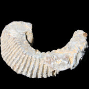 Zipper Oyster half from Madagascar 80/92mm 42/47g in sunlight - Rocks and Things Store
