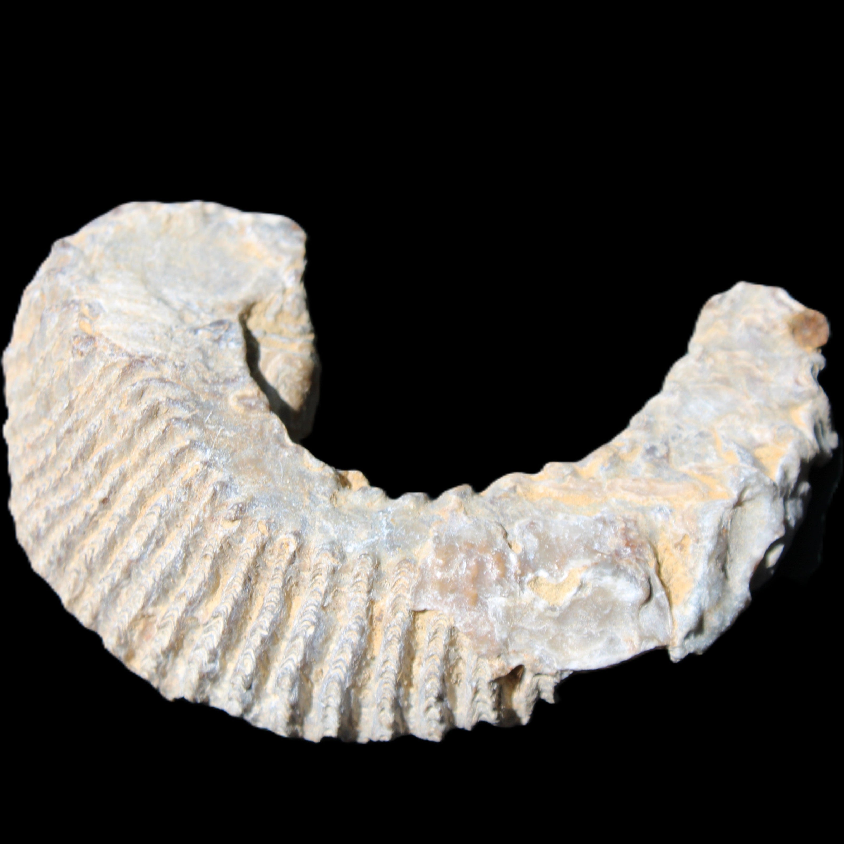 Zipper Oyster half from Madagascar 80/92mm 42/47g in sunlight - Rocks and Things Store