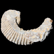 Zipper Oyster half from Madagascar 80/92mm 42/47g in sunlight - Rocks and Things Store