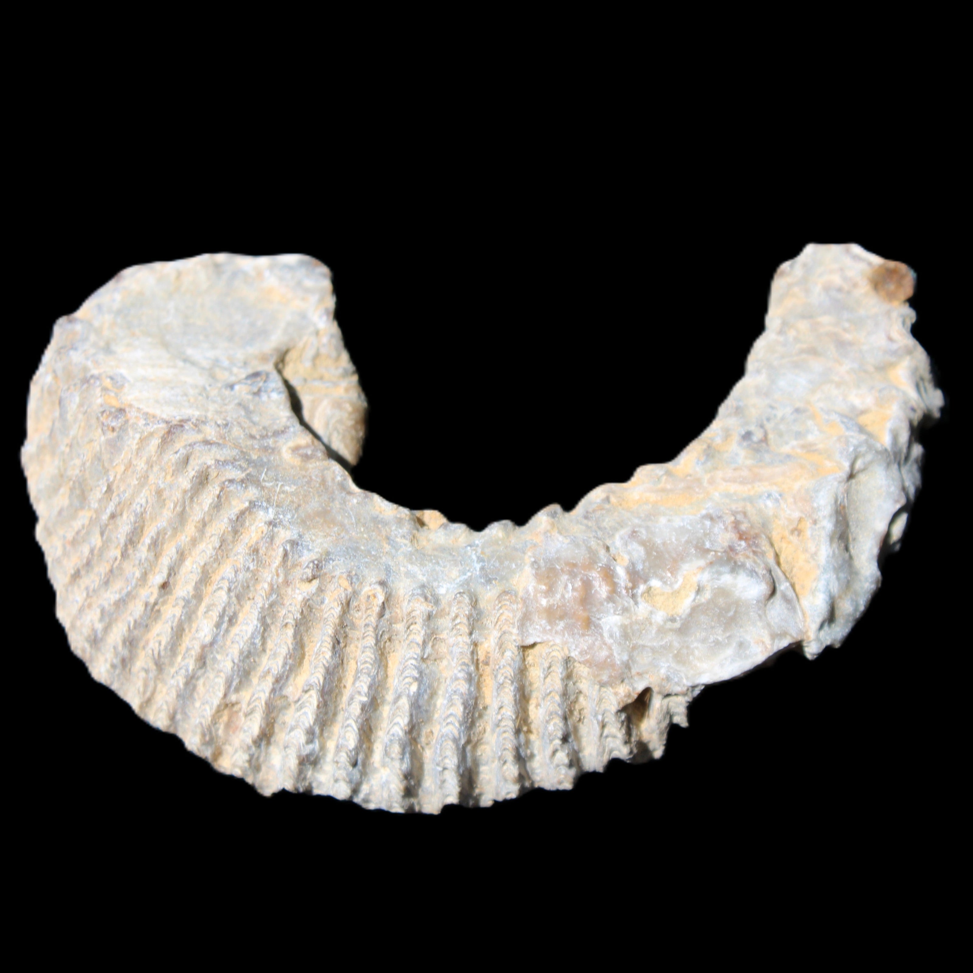 Zipper Oyster half from Madagascar 80/92mm 42/47g in sunlight - Rocks and Things Store