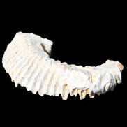 Zipper Oyster half from Madagascar 80/92mm 42/47g in sunlight - Rocks and Things Store