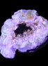 Violet dyed Agate geode 45*34*27mm 34g in sunlight - Rocks and Things Store