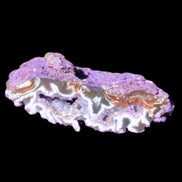 Violet dyed Agate geode 54*20*33mm 31g in sunlight - Rocks and Things Store