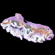 Violet dyed Agate geode 54*20*33mm 31g in sunlight - Rocks and Things Store
