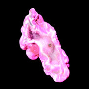 Magenta dyed Agate geode 52*24*16mm 15.5g in sunlight - Rocks and Things Store