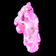 Magenta dyed Agate geode 52*24*16mm 15.5g in sunlight - Rocks and Things Store