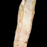 Natural Citrine backbone crystal 261*71*59mm 1365g in sunlight - Rocks and Things Store