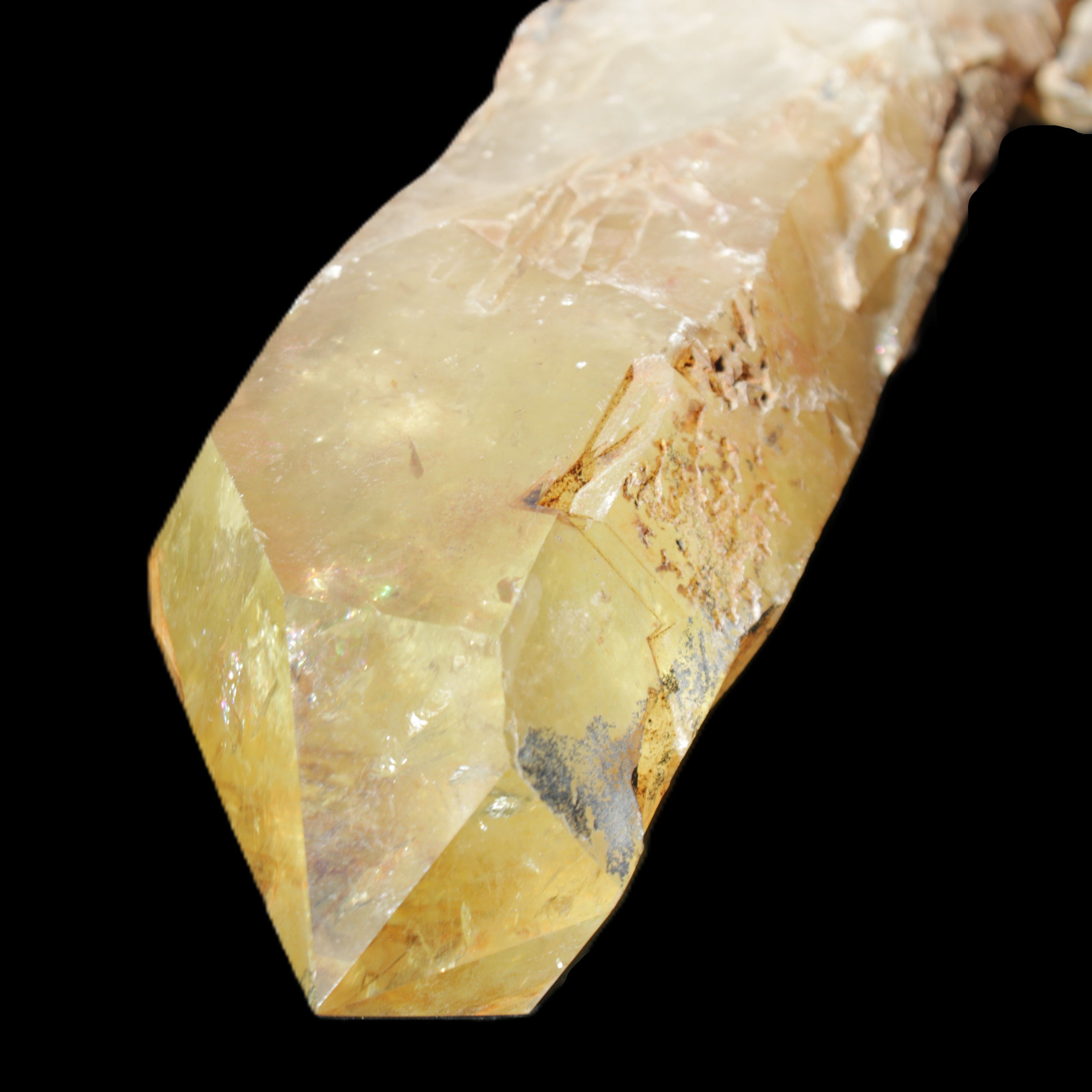 Natural Citrine backbone crystal 261*71*59mm 1365g in sunlight - Rocks and Things Store