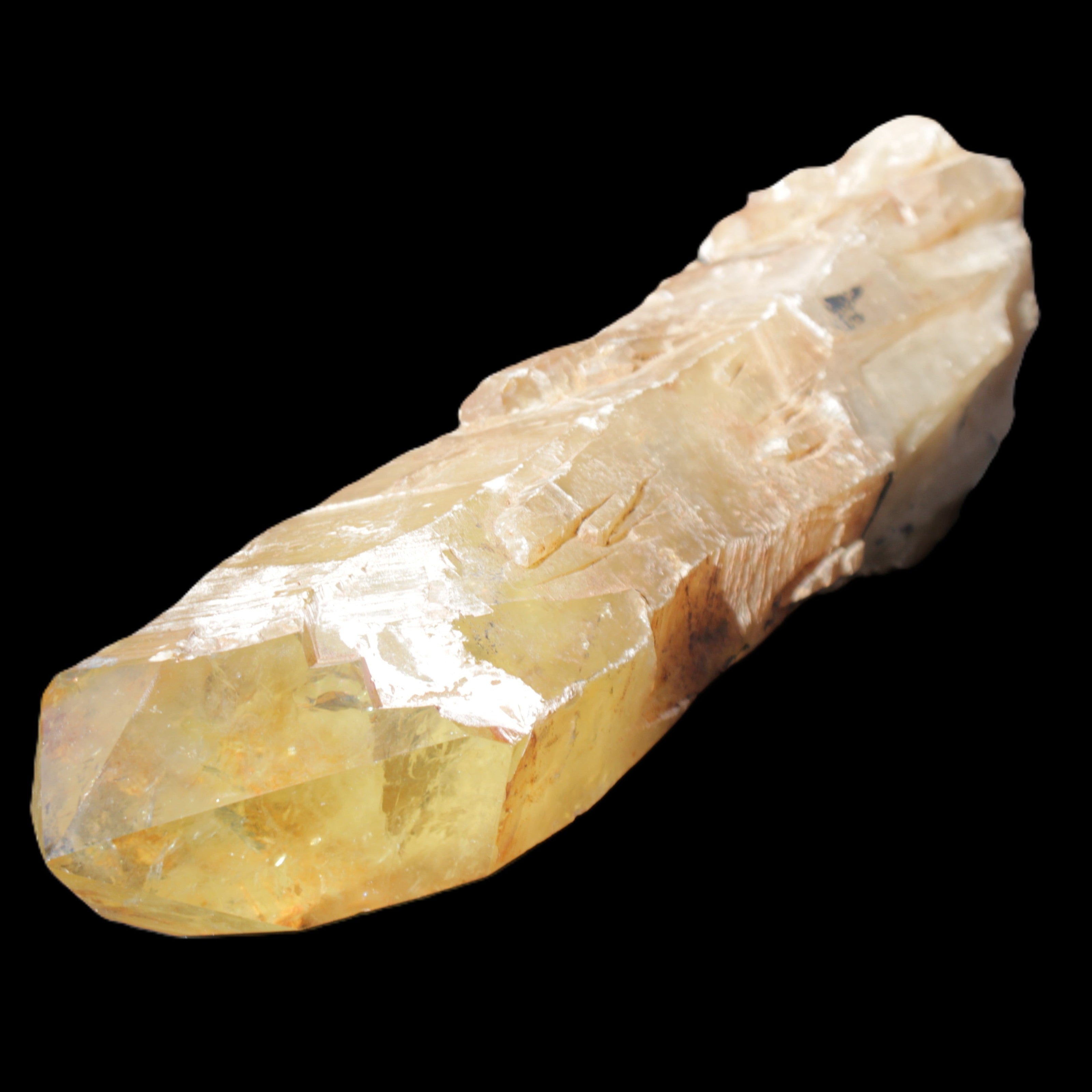 Natural Citrine backbone crystal 261*71*59mm 1365g in sunlight - Rocks and Things Store