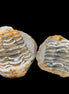 Flexicalymene Trilobite Pair from Morocco 50*40*37mm 75g in sunlight - Rocks and Things Store