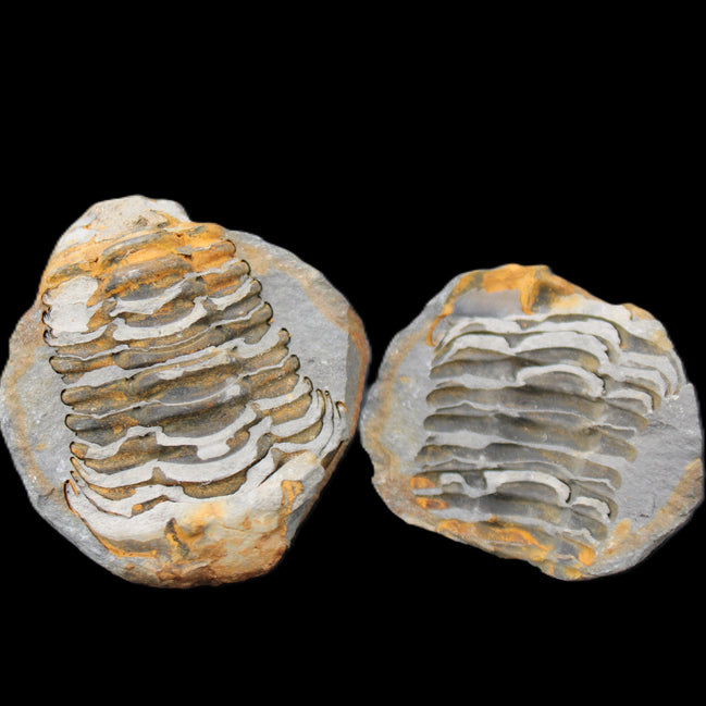 Flexicalymene Trilobite Pair from Morocco 50*40*37mm 75g in sunlight - Rocks and Things Store