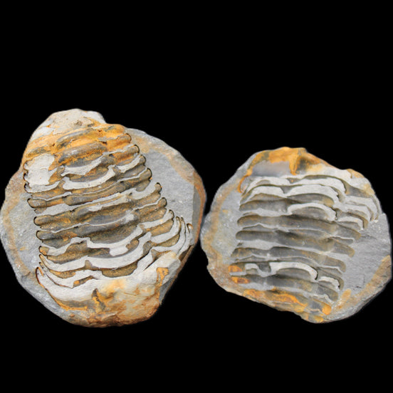 Flexicalymene Trilobite Pair from Morocco 50*40*37mm 75g in sunlight - Rocks and Things Store