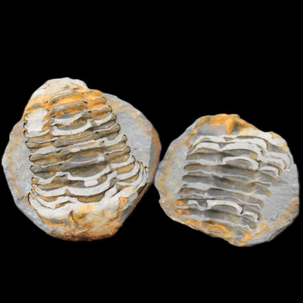 Flexicalymene Trilobite Pair from Morocco 50*40*37mm 75g in sunlight - Rocks and Things Store