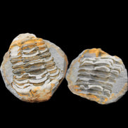 Flexicalymene Trilobite Pair from Morocco 50*40*37mm 75g in sunlight - Rocks and Things Store