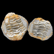 Flexicalymene Trilobite Pair from Morocco 50*40*37mm 75g in sunlight - Rocks and Things Store