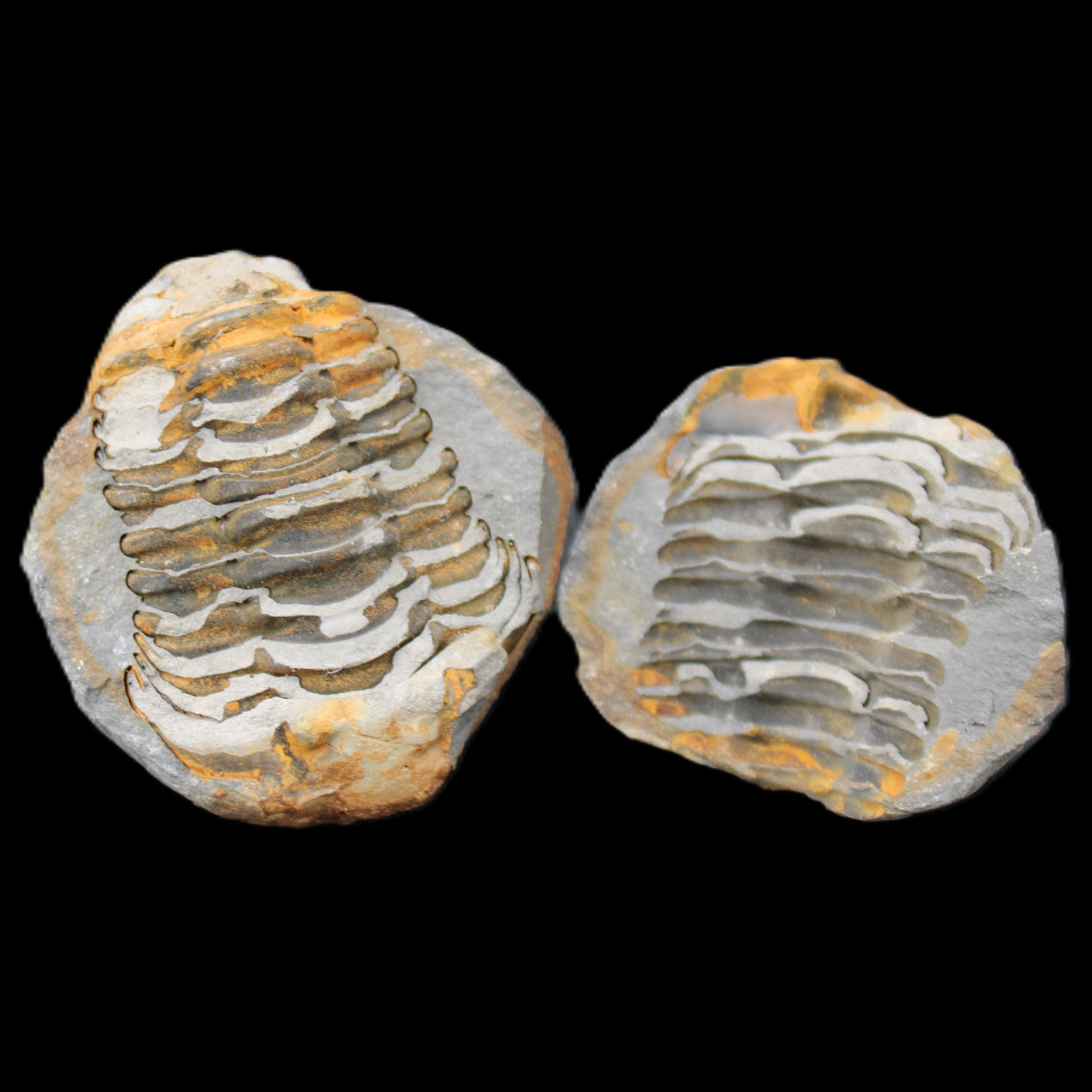Flexicalymene Trilobite Pair from Morocco 50*40*37mm 75g in sunlight - Rocks and Things Store