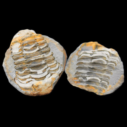 Flexicalymene Trilobite Pair from Morocco 50*40*37mm 75g in sunlight - Rocks and Things Store