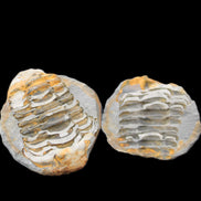 Flexicalymene Trilobite Pair from Morocco 50*40*37mm 75g in sunlight - Rocks and Things Store