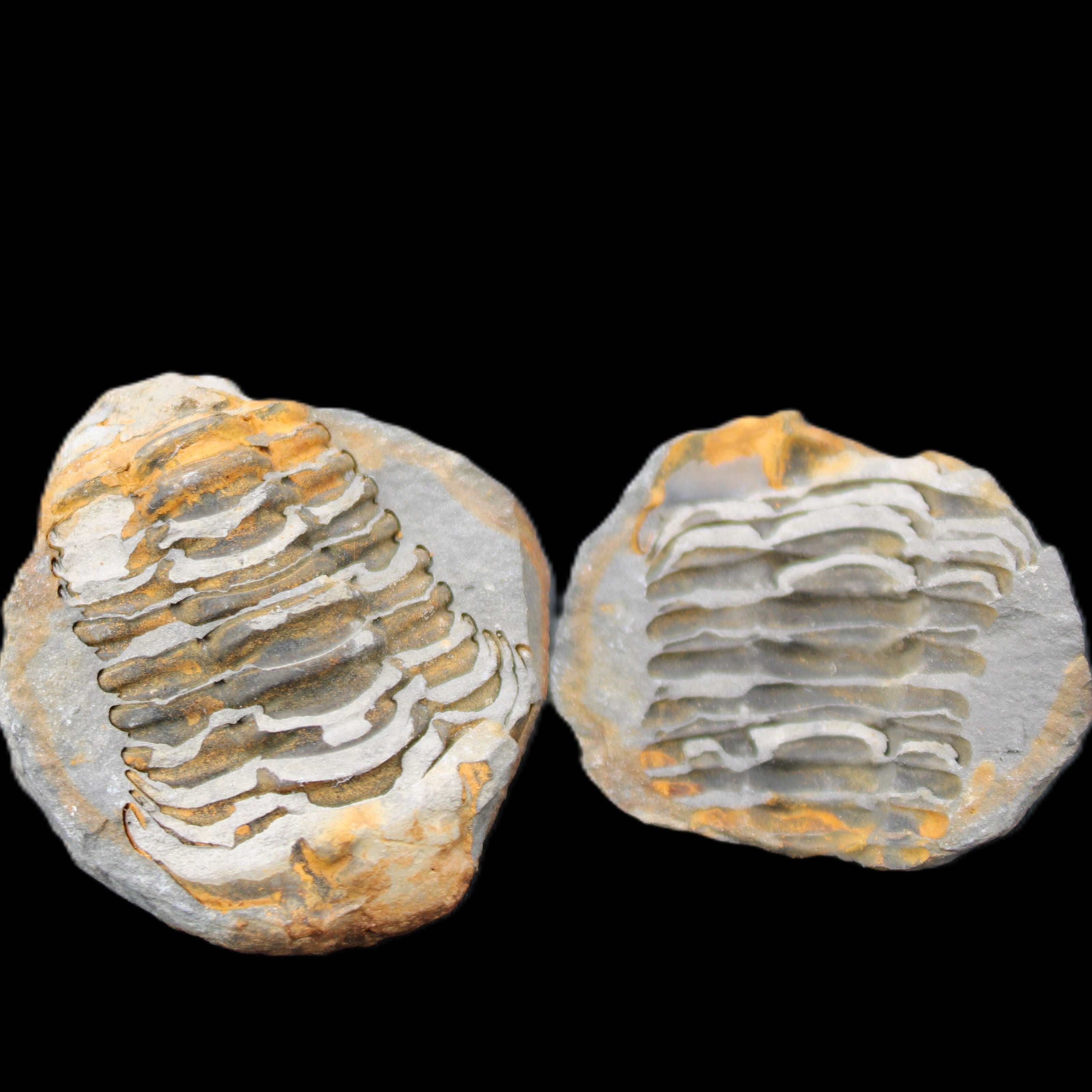 Flexicalymene Trilobite Pair from Morocco 50*40*37mm 75g in sunlight - Rocks and Things Store