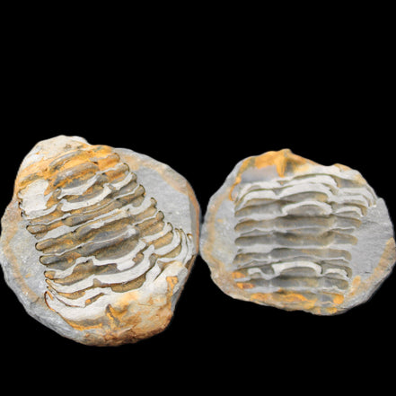 Flexicalymene Trilobite Pair from Morocco 50*40*37mm 75g in sunlight - Rocks and Things Store