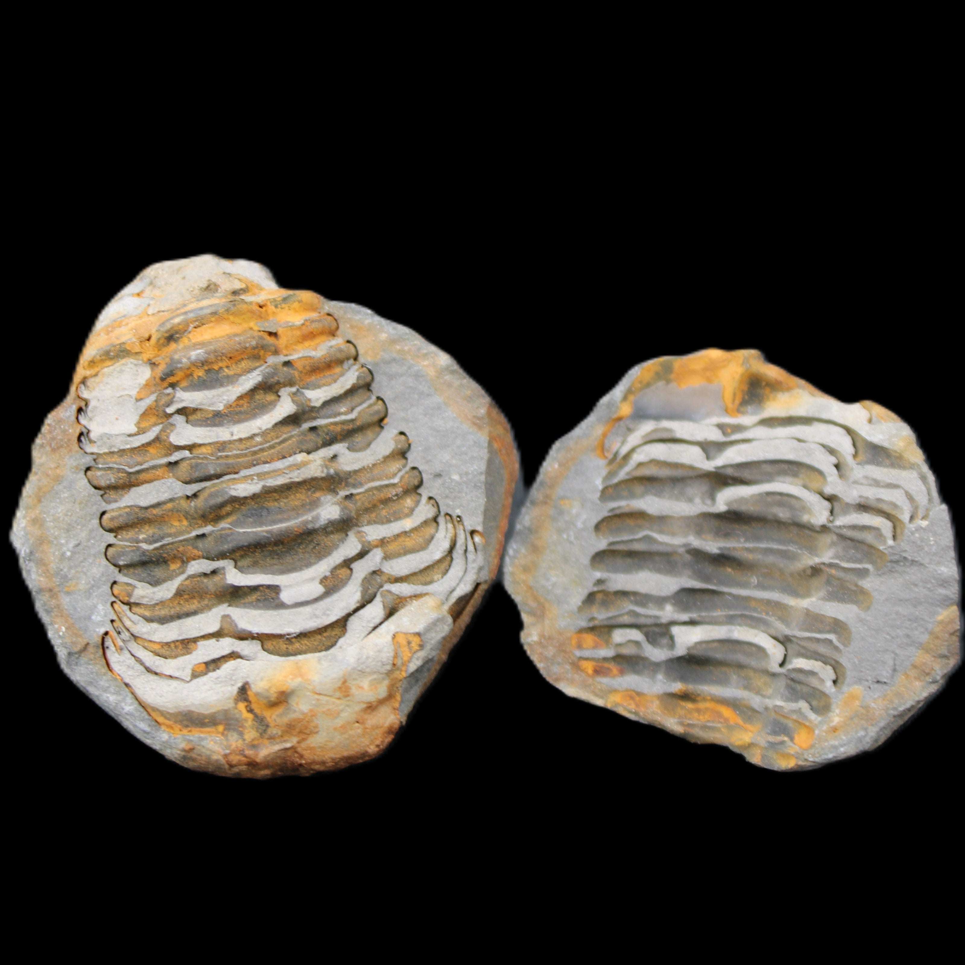 Flexicalymene Trilobite Pair from Morocco 50*40*37mm 75g in sunlight - Rocks and Things Store