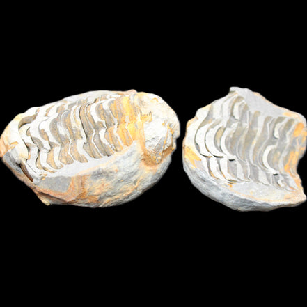 Flexicalymene Trilobite Pair from Morocco 50*40*37mm 75g in sunlight - Rocks and Things Store