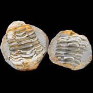 Flexicalymene Trilobite Pair from Morocco 50*40*37mm 75g in sunlight - Rocks and Things Store