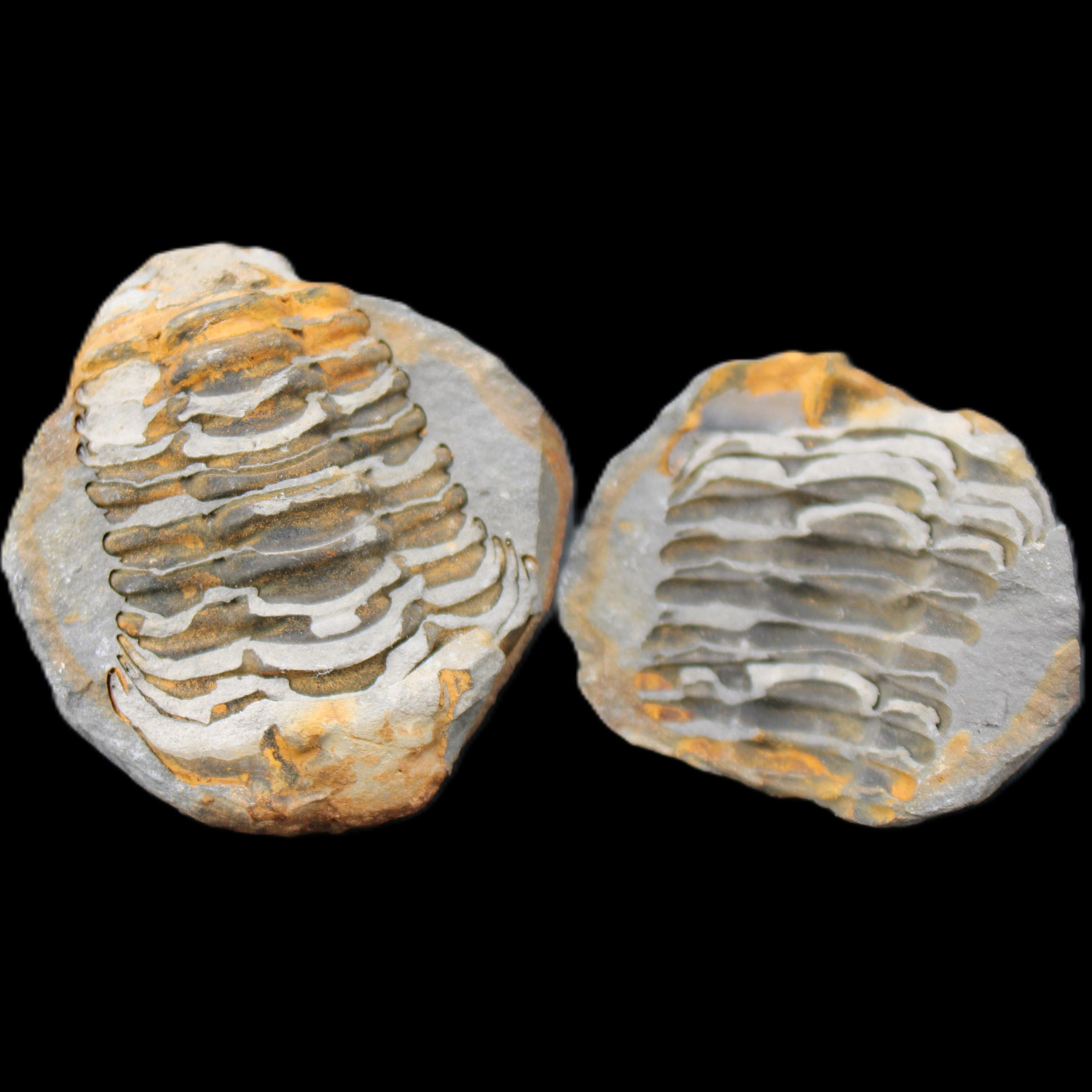 Flexicalymene Trilobite Pair from Morocco 50*40*37mm 75g in sunlight - Rocks and Things Store