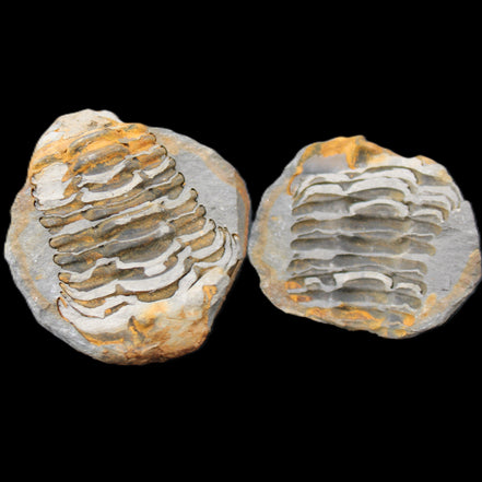 Flexicalymene Trilobite Pair from Morocco 50*40*37mm 75g in sunlight - Rocks and Things Store