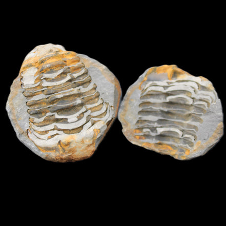 Flexicalymene Trilobite Pair from Morocco 50*40*37mm 75g in sunlight - Rocks and Things Store