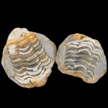 Flexicalymene Trilobite Pair from Morocco 50*40*37mm 75g in sunlight - Rocks and Things Store