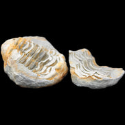 Flexicalymene Trilobite Pair from Morocco 50*40*37mm 75g in sunlight - Rocks and Things Store