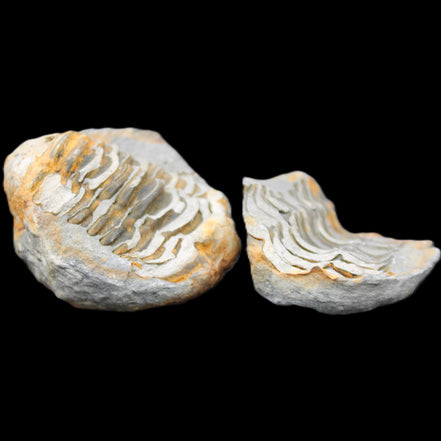 Flexicalymene Trilobite Pair from Morocco 50*40*37mm 75g in sunlight - Rocks and Things Store
