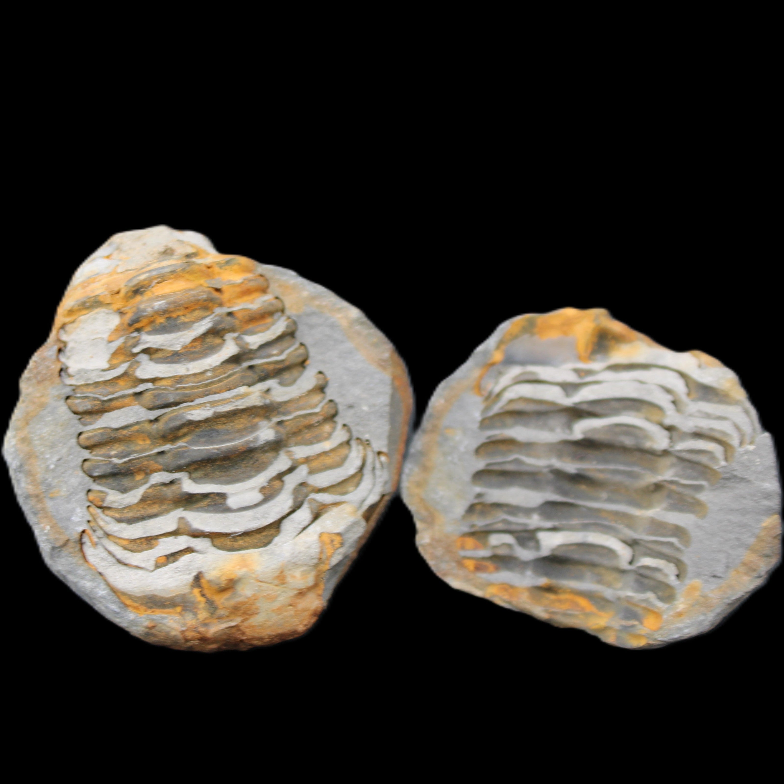 Flexicalymene Trilobite Pair from Morocco 50*40*37mm 75g in sunlight - Rocks and Things Store