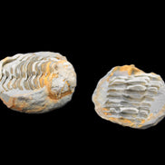 Flexicalymene Trilobite Pair from Morocco 50*40*37mm 75g in sunlight - Rocks and Things Store