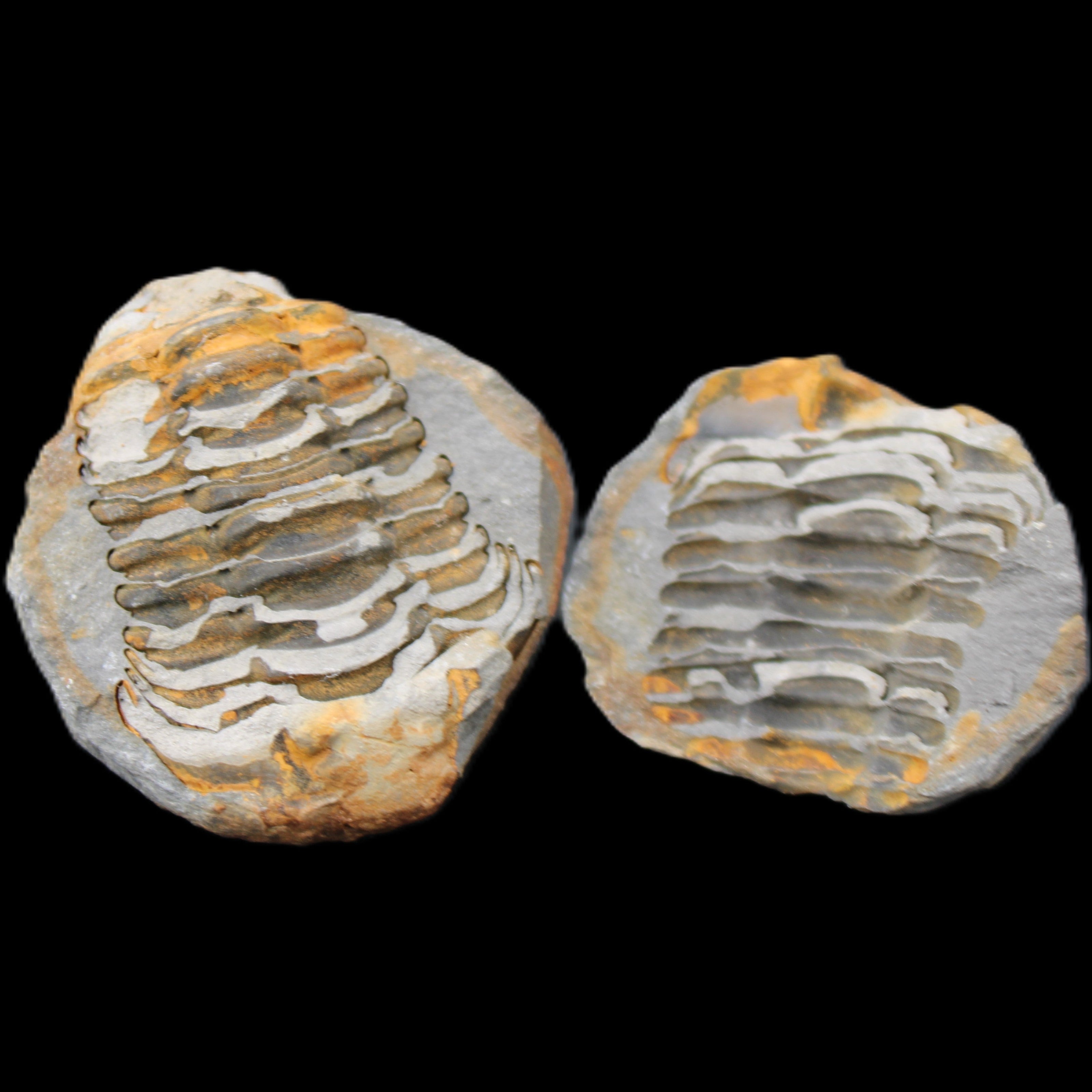 Flexicalymene Trilobite Pair from Morocco 50*40*37mm 75g in sunlight - Rocks and Things Store